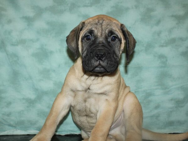 Bullmastiff DOG Male Fawn 9038 Petland Dalton, Georgia