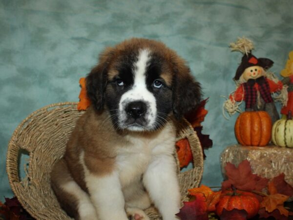 Saint Bernard DOG Female Sable & White 19770 Petland Dalton, Georgia