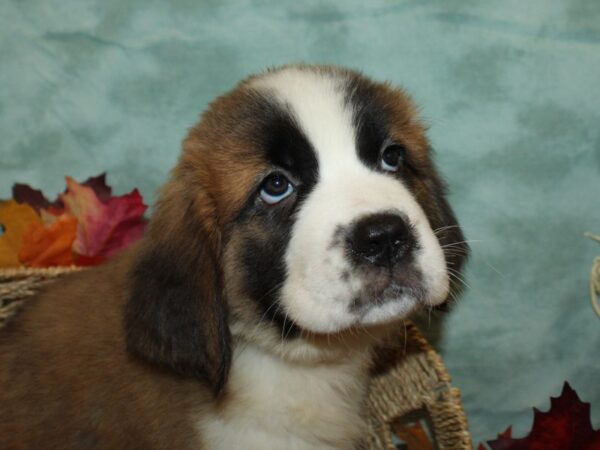 Saint Bernard DOG Female Sable & White 9046 Petland Dalton, Georgia