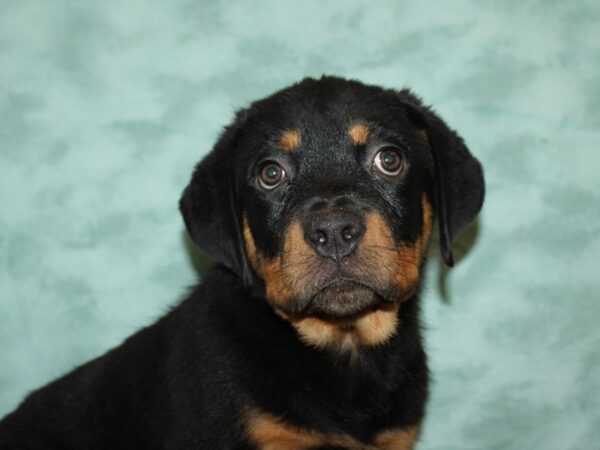 Rottweiler DOG Male Black & Tan 19769 Petland Dalton, Georgia