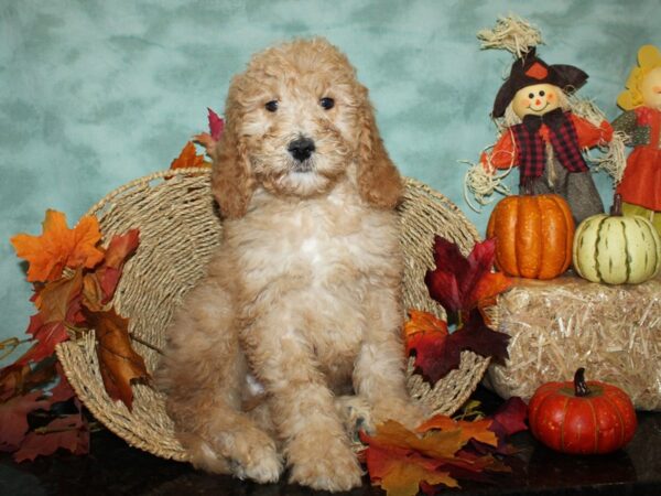 Labradoodle-DOG-Male-Red-9041-Petland Dalton, Georgia