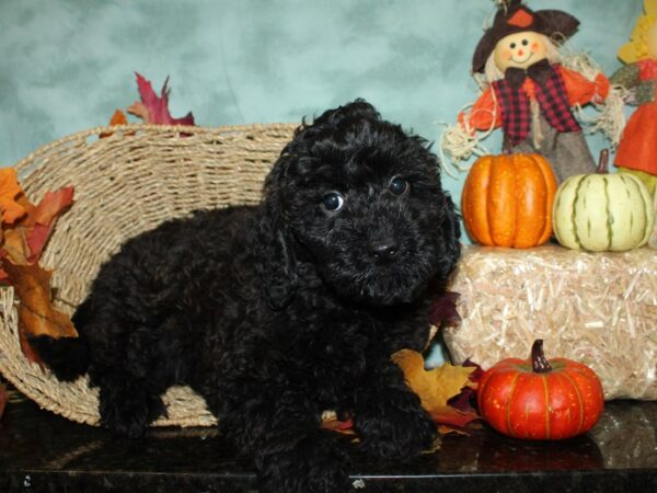 Cockadoodle-DOG-Male-BLK-9045-Petland Dalton, Georgia