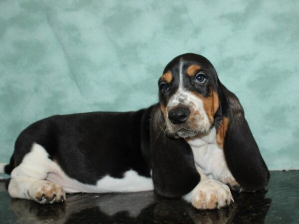 Basset Hound DOG Male Black Brown and White 19772 Petland Dalton, Georgia