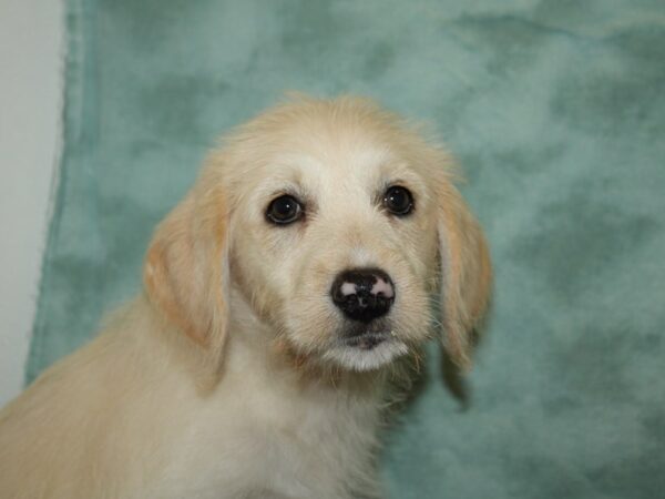 Labradoodle DOG Female Yellow 19775 Petland Dalton, Georgia