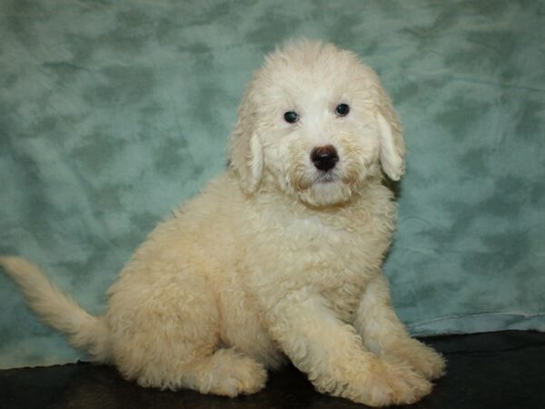 Komondoodle-DOG-Male-White-19774-Petland Dalton, Georgia