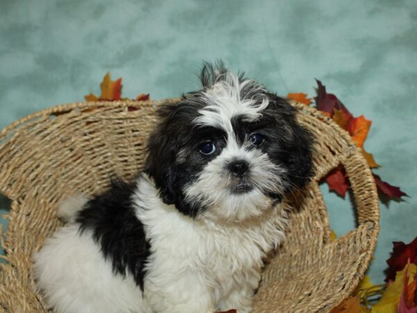 Shih Tzu DOG Female SABLW WH 9043 Petland Dalton, Georgia