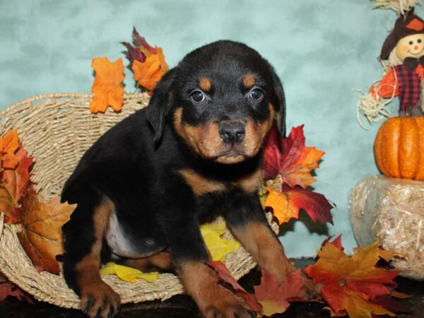 Rottweiler-DOG-Female-Black & Tan-9040-Petland Dalton, Georgia