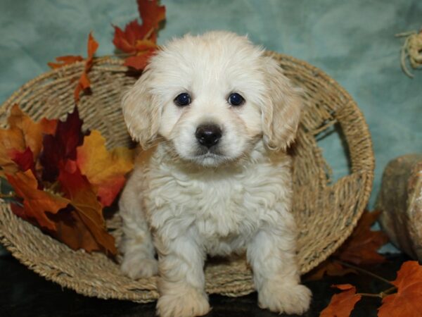 Cocker Chon-DOG-Female-CREAM WHITE-9056-Petland Dalton, Georgia