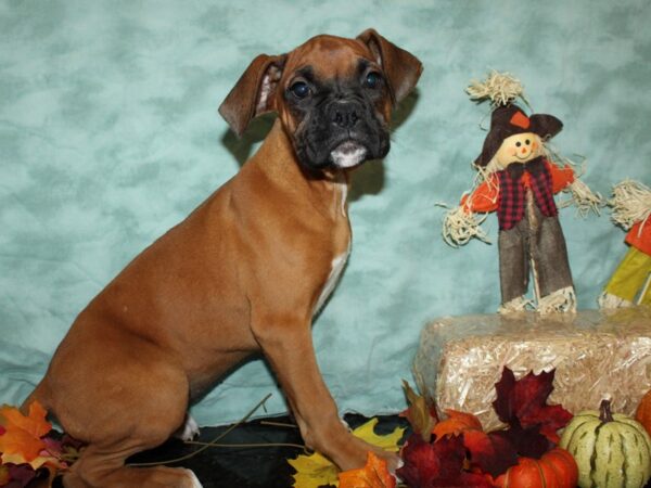 Boxer-DOG-Female-Fawn-19780-Petland Dalton, Georgia