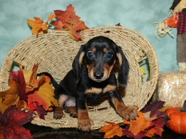 Dachshund DOG Female Black & Tan 19786 Petland Dalton, Georgia