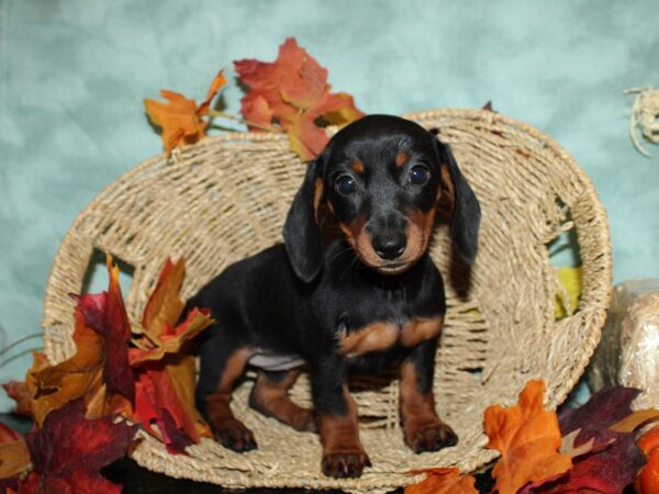 Dachshund DOG Female Black & Tan 19787 Petland Dalton, Georgia