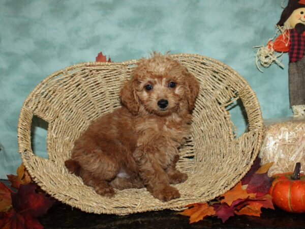 Goldendoodle Mini-DOG-Male-Dark Golden-19782-Petland Dalton, Georgia