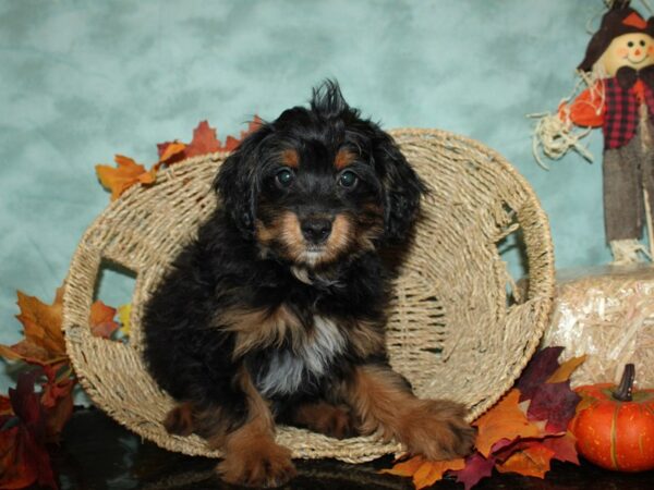 Aussiedoodle Mini-DOG-Male-Black Red / White-9051-Petland Dalton, Georgia