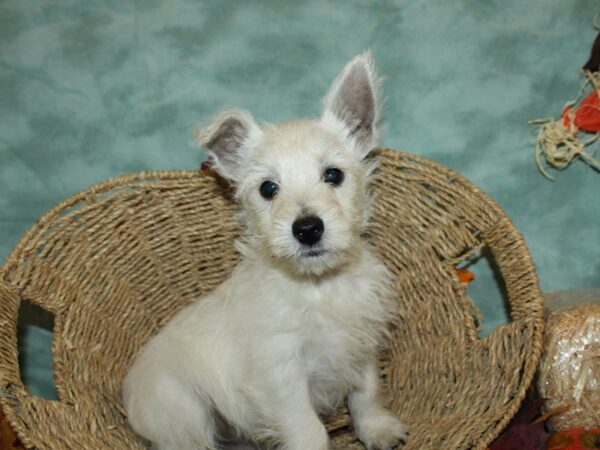 West Highland White Terrier-DOG-Male-White-9049-Petland Dalton, Georgia