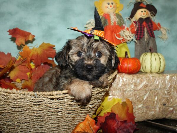 Morkie DOG Female BLK TAN 9061 Petland Dalton, Georgia