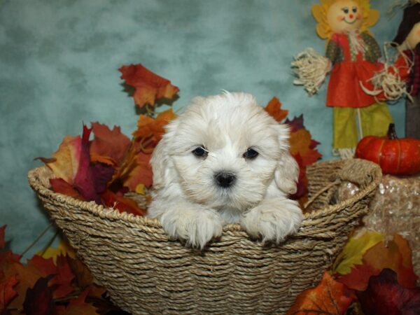 Teddy DOG Male Creme wh 9060 Petland Dalton, Georgia