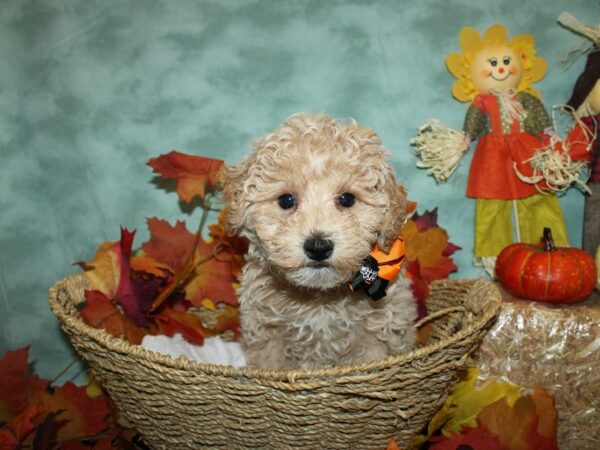 Hava Poo-DOG-Male-CREAM WHITE-9059-Petland Dalton, Georgia