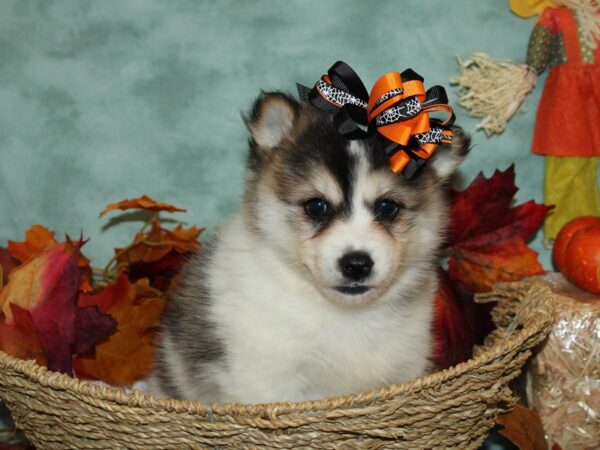 Pomsky-DOG-Female-BLK WH-9066-Petland Dalton, Georgia