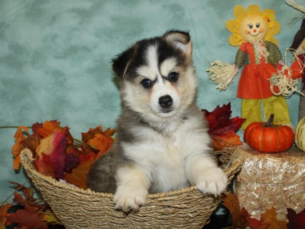 Pomsky-DOG-Male-BLK WH-9067-Petland Dalton, Georgia