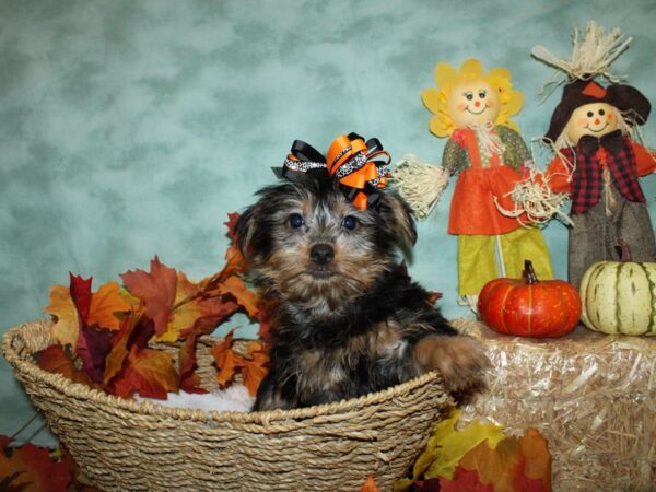 Silky Terrier DOG Female Silver Black and Tan 19803 Petland Dalton, Georgia