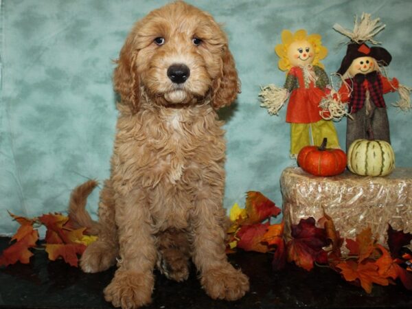 Goldendoodle 2nd Gen-DOG-Male-Golden-19804-Petland Dalton, Georgia