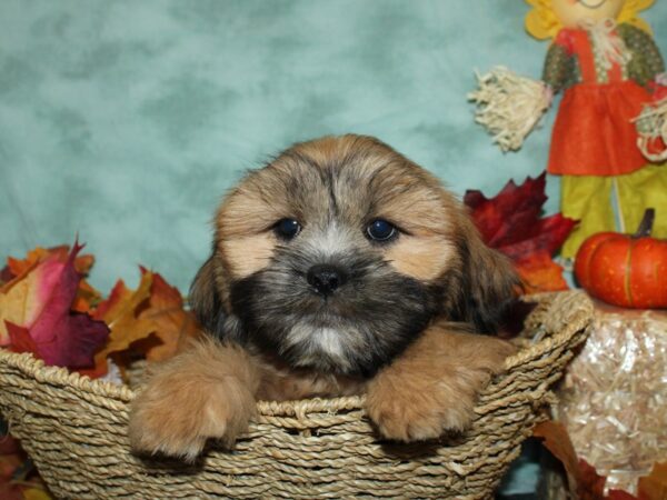 Lhasa Apso DOG Male Brown 19793 Petland Dalton, Georgia