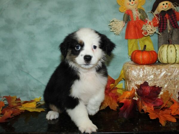 Miniature American Shepherd-DOG-Female-BLK TRI-9065-Petland Dalton, Georgia