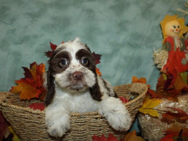 Cockapoo DOG Female Brown & white 19820 Petland Dalton, Georgia