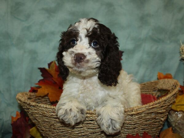 Cockapoo DOG Male Brown & white 19819 Petland Dalton, Georgia