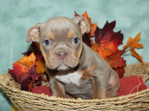 Olde English Bulldogge DOG Female Lilac tan 19818 Petland Dalton, Georgia