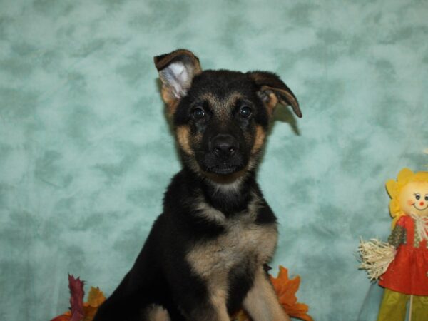 German Shepherd Dog DOG Female Black / Tan 19816 Petland Dalton, Georgia