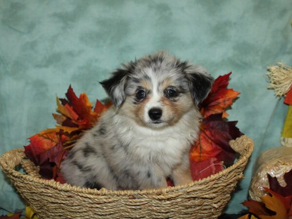 Mini Aussie-DOG-Female-BLUE MERLE-19817-Petland Dalton, Georgia