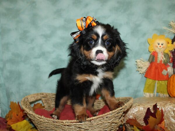 Mini Bernese DOG Female Tri-Colored 19815 Petland Dalton, Georgia