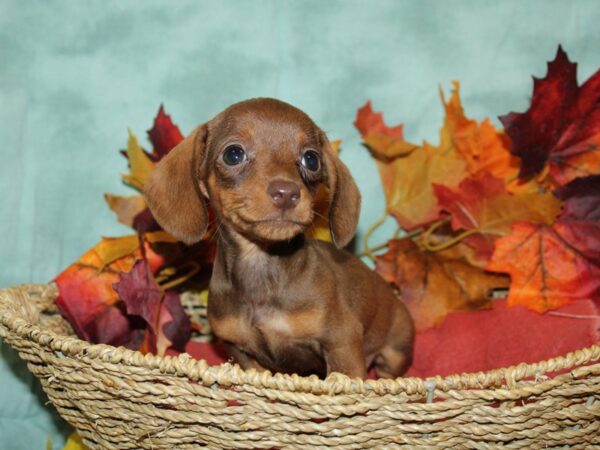 Dachshund DOG Female CHOC TAN 9080 Petland Dalton, Georgia