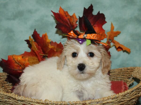 Cockachon-DOG-Female-BROWN WHITE-9083-Petland Dalton, Georgia