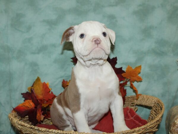 Olde English Bulldogge-DOG-Male-Lilac merle-9079-Petland Dalton, Georgia