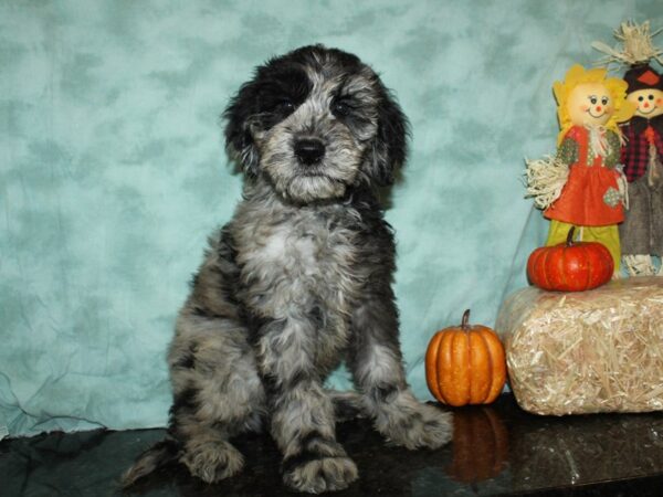 F2 ST Goldendoodle DOG Male Blue Merle 9077 Petland Dalton, Georgia