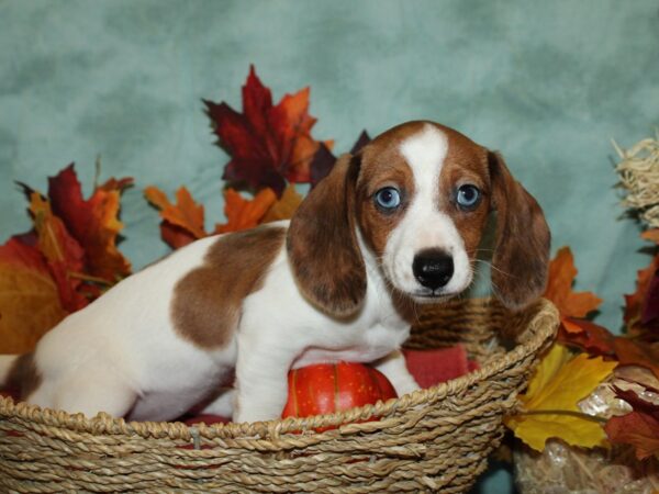 Dachshund DOG Female White 9070 Petland Dalton, Georgia