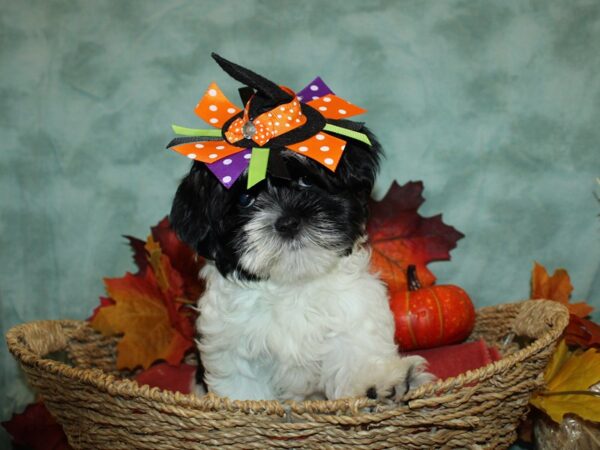 Marshmellow-DOG-Female-Black / White-9074-Petland Dalton, Georgia