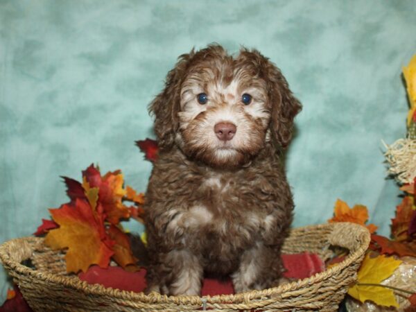 Havapoo-DOG-Female-Chocolate-9071-Petland Dalton, Georgia