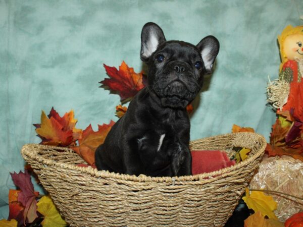 Frenchton DOG Female BLK BRINDLE 9082 Petland Dalton, Georgia