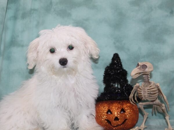 Coton De Tulear-DOG-Female-White-9015-Petland Dalton, Georgia