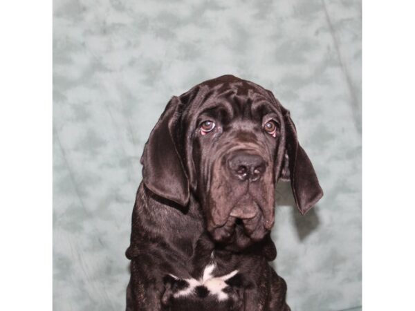 Neapolitan Mastiff-DOG-Male-Black Brindle-9021-Petland Dalton, Georgia