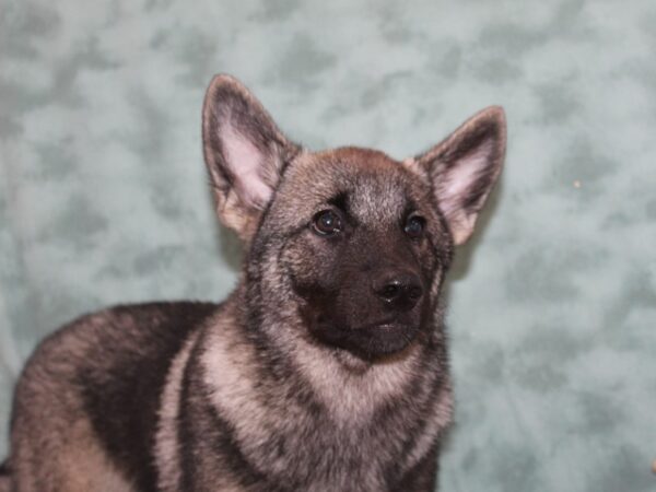 Norwegian Elkhound DOG Male Black / Silver 9016 Petland Dalton, Georgia