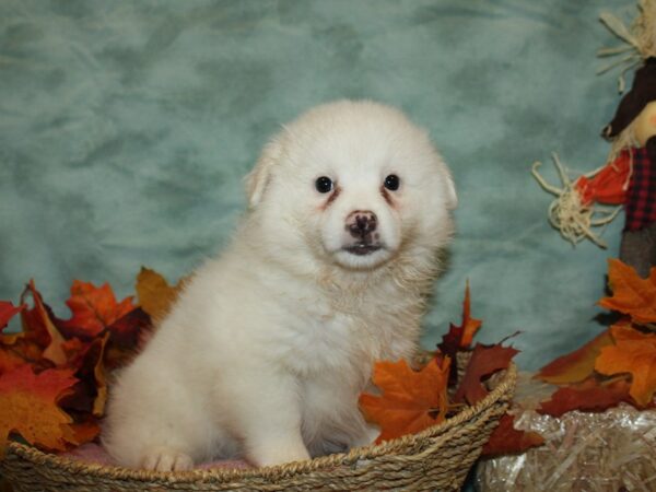 American Eskimo-DOG-Female-WH-19827-Petland Dalton, Georgia