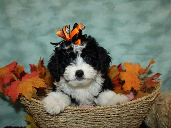 Aussiedoodle Mini-DOG-Female-Black / White-9086-Petland Dalton, Georgia