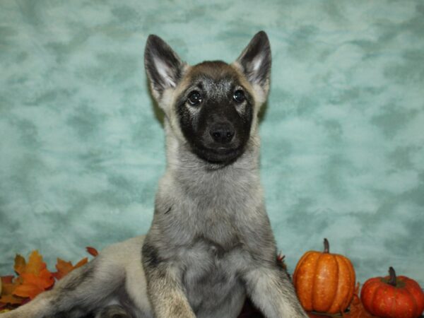 Norwegian Elkhound DOG Male Silver Gray / Black 19821 Petland Dalton, Georgia