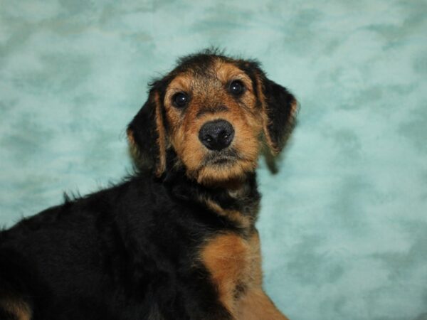 Airedale Terrier DOG Female Black and Tan 19828 Petland Dalton, Georgia