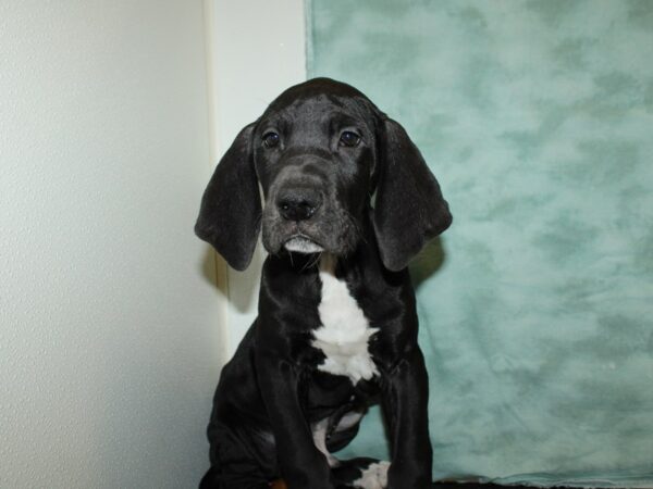 Great Dane DOG Male Black 19830 Petland Dalton, Georgia