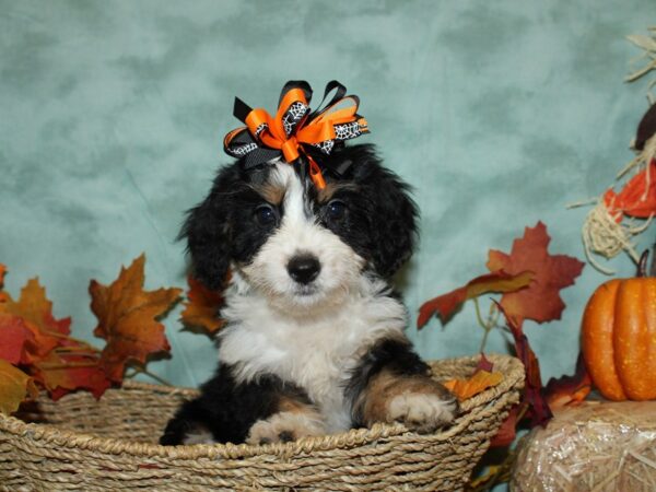 Mini Bernadoodle-DOG-Female-Tri Colored-9097-Petland Dalton, Georgia